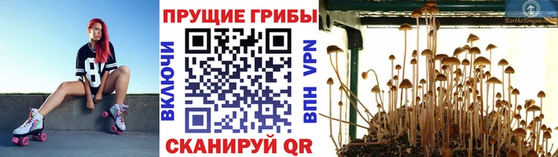 Псилоцибиновые грибы Cubensis kraken зеркало Пролетарск